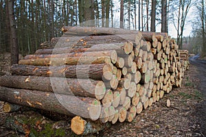 Cut down tree trunks on a pile