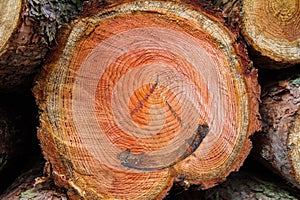 Cut down tree trunks