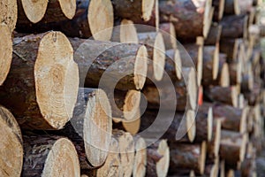 Cut down tree trunks