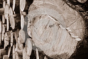 Cut down tree trunks