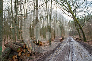 Cut down tree trunks