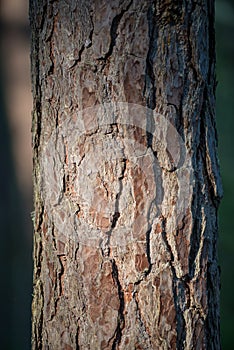 cut down tree trunks woodlog in forest in piles