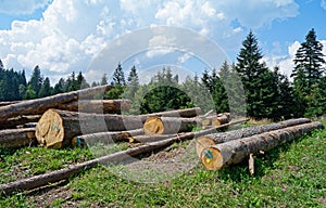 Cut down trees in evergreen forest