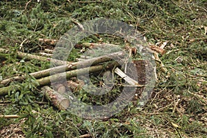 Cut down trees in a forest