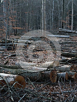 Cut down trees in the forest