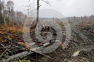 Cut down trees near the Cheia village in the Prahova county, Romania, during a rainy day