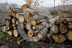 Cut down trees near the Cheia village in the Prahova county, Romania, during a rainy day