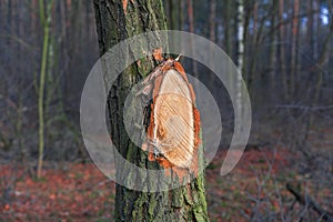 Cut down trees. Wooden background nature