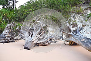 Cut Down Trunks and Roots of Trees at Sandy Beach - Remains of Damage caused by Tsunami - Climate Change - Deforestation