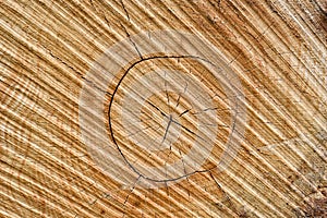 Cut of dried tree as texture