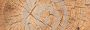 Cut of dried tree as texture