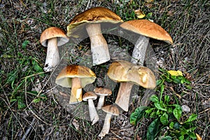 Cut edible mushrooms lie on the grass in the forest. Bend picking season. Useful natural products, mushrooms are a source of prote