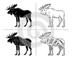 Cut of elk set. Poster Butcher diagram - desert-ship. Vintage typographic hand-drawn.