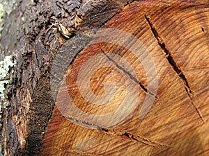 Cut Eucalypt Tree