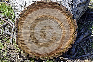 Cut of fallen walnut tree, sawed wooden log. Close-up.