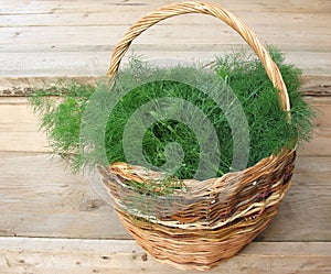 Cut fennel scented (Anethum graveolens)