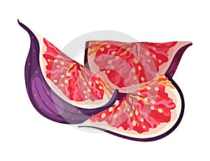 Cut Fig Fruit Showing Bright Flesh with Small Seeds Inside Vector Illustration