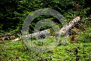 A cut fir tree fallen on the ground
