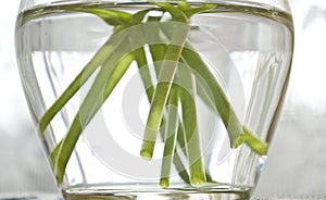 Cut flower stem underwater in vase