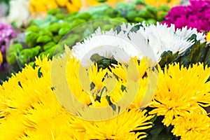 Cut flowers spring background