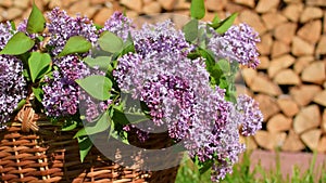 Cut fresh branches of lilac in the garden in the morning on a sunny day.