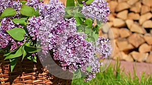 Cut fresh branches of lilac in the garden in the morning on a sunny day.