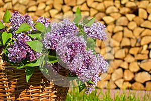 Cut fresh branches of lilac in the garden in the morning on a sunny day.