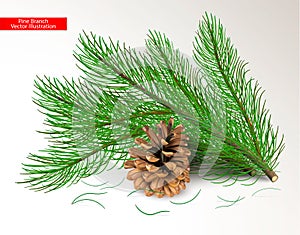 Cut fresh green pine branches and dry brown cone isolated on white background. Objects and art needle brush for design