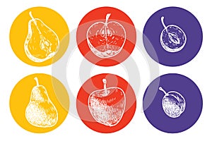 Cut fruits, apple, pear, plum. Hand drawn fresh fruits. Vector illustration on the white background.