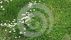 Cut garden grass english daisy flowers with lawn mover trimmer, slow motion