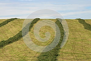 Cut Grass Drying in a Country Farm Field