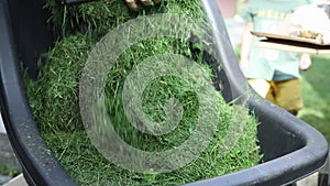 cut grass waste thrown into black cart dray after trimming lawn, compost heap