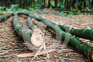 Cut green bamboos on the ground