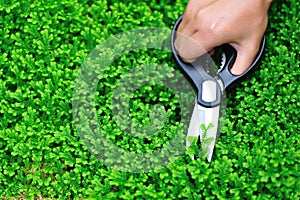 Cut green selaginella uncinata