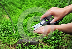 Cut green selaginella uncinata plant