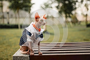 Cut hairless cat in suit stand on bench in park, well dress kitty