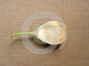 Cut half of Graffiti eggplant