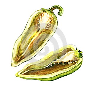 Cut half raw fresh green pepper, capsicum isolated, watercolor illustration