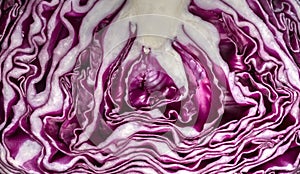 Cut in half red cabbage