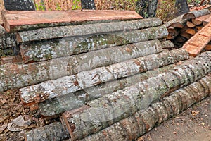 Cut and halved palm trunks with bark. Wood ready for further manual processing. Freshly felled palm trees folded in tropical natur