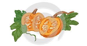 Cut halves of ripe fall pumpkin with orange flesh and seeds. Round squash with leaves composition. Realistic autumn