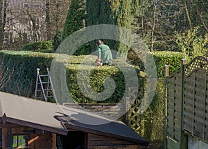 Cut the hedge with power tools