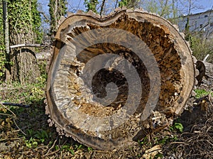Cut hollow tree bole photo