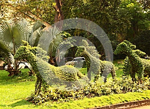 Cut horse bushes in vietnam asian park