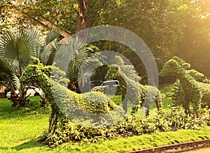 Cut horse bushes in vietnam asian park