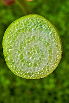 Cut Leaf with Air Cells of Floating Plant Pontederia crassipes (Eichhornia crassipes