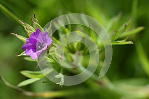 Cut-leaved Crane`s-bill