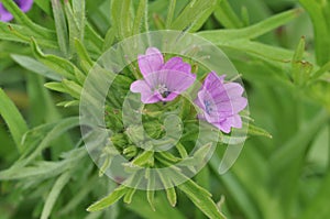 Cut-leaved Cranesbill