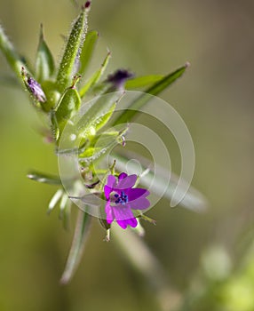 Cut-leaved Cranesbill - Geranium dissectum