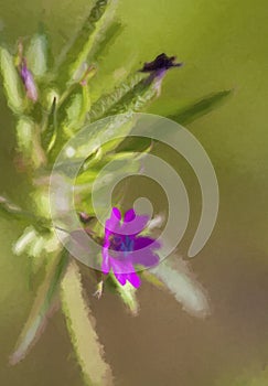 Cut-leaved Cranesbill - Geranium dissectum Digitally Painted